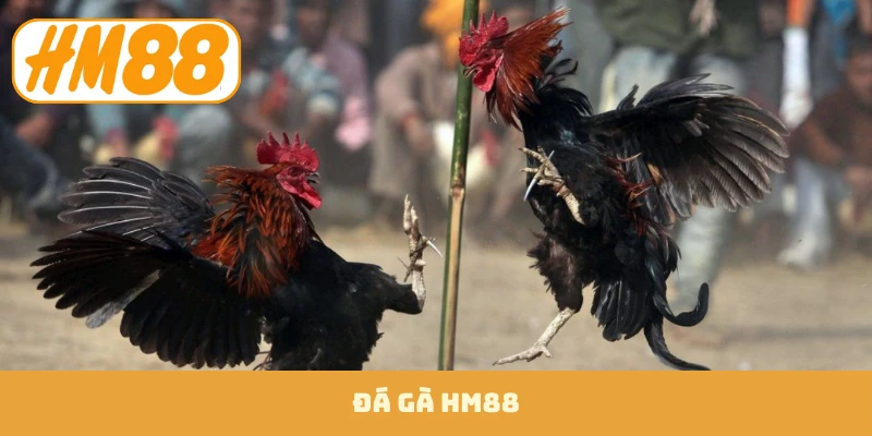 Đá gà hm88