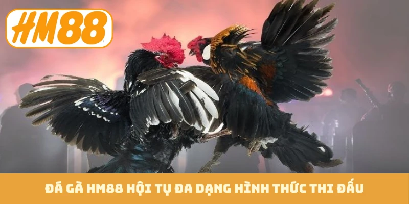 Đá gà HM88 hội tụ đa dạng hình thức thi đấu