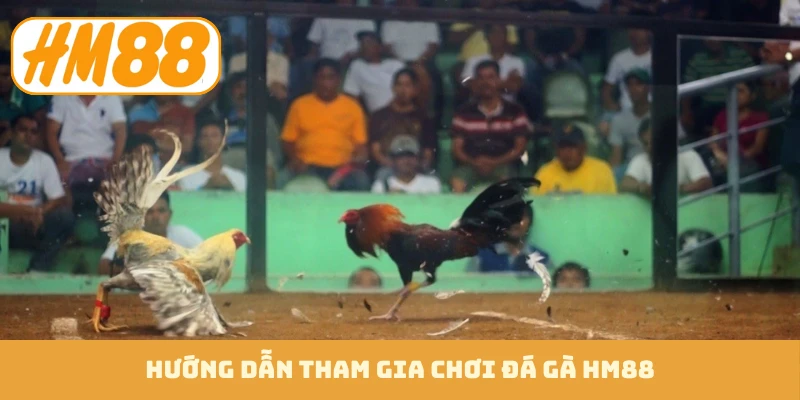 Hướng dẫn tham gia chơi đá gà HM88